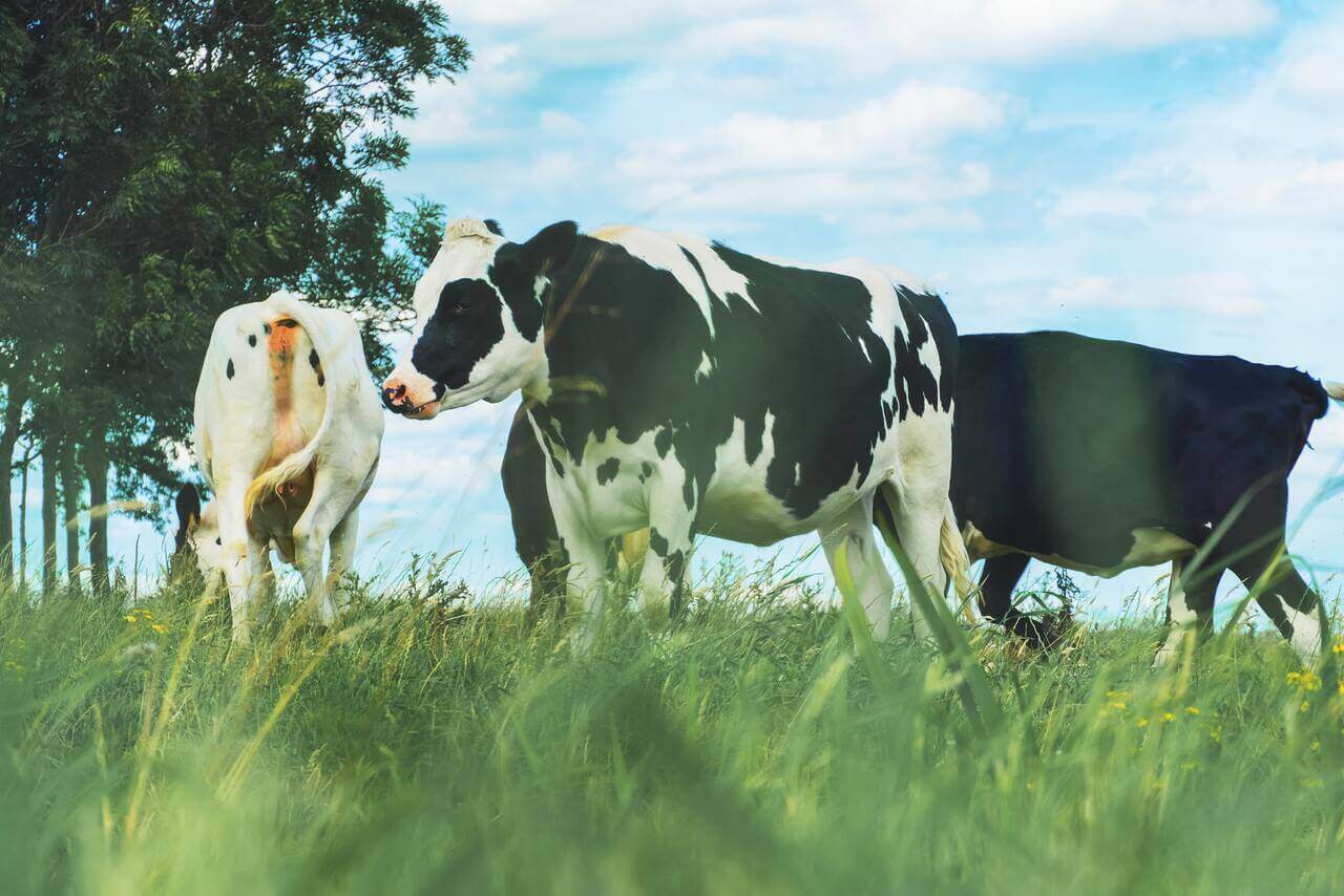 vietnam dairy product industry market
